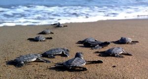 Kaplumbağalar Denize Gidiyor